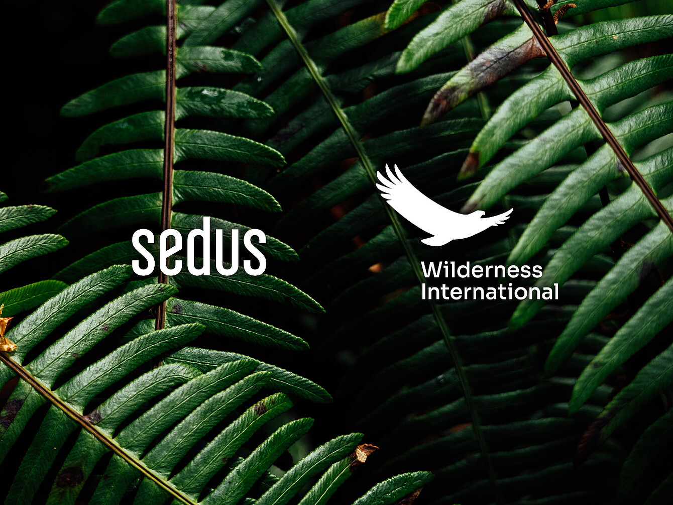 Gros plan sur des feuilles de fougère vertes sur lesquelles sont superposés les logos blancs de Sedus et de Wilderness International