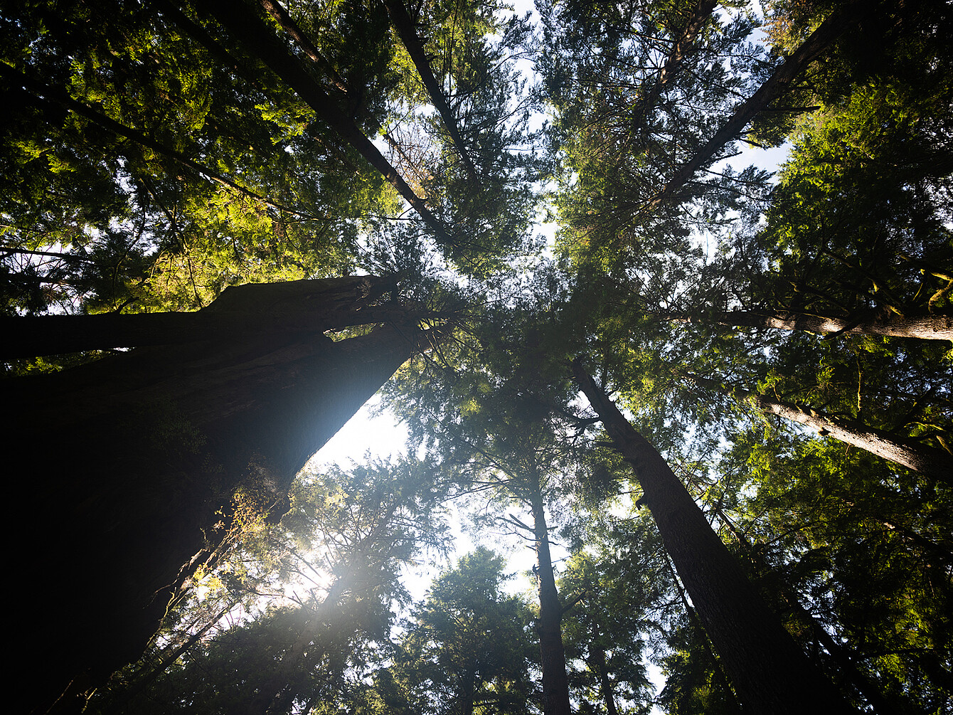 Vue vers le haut sur de grands arbres, la lumière du soleil filtrant à travers la canopée