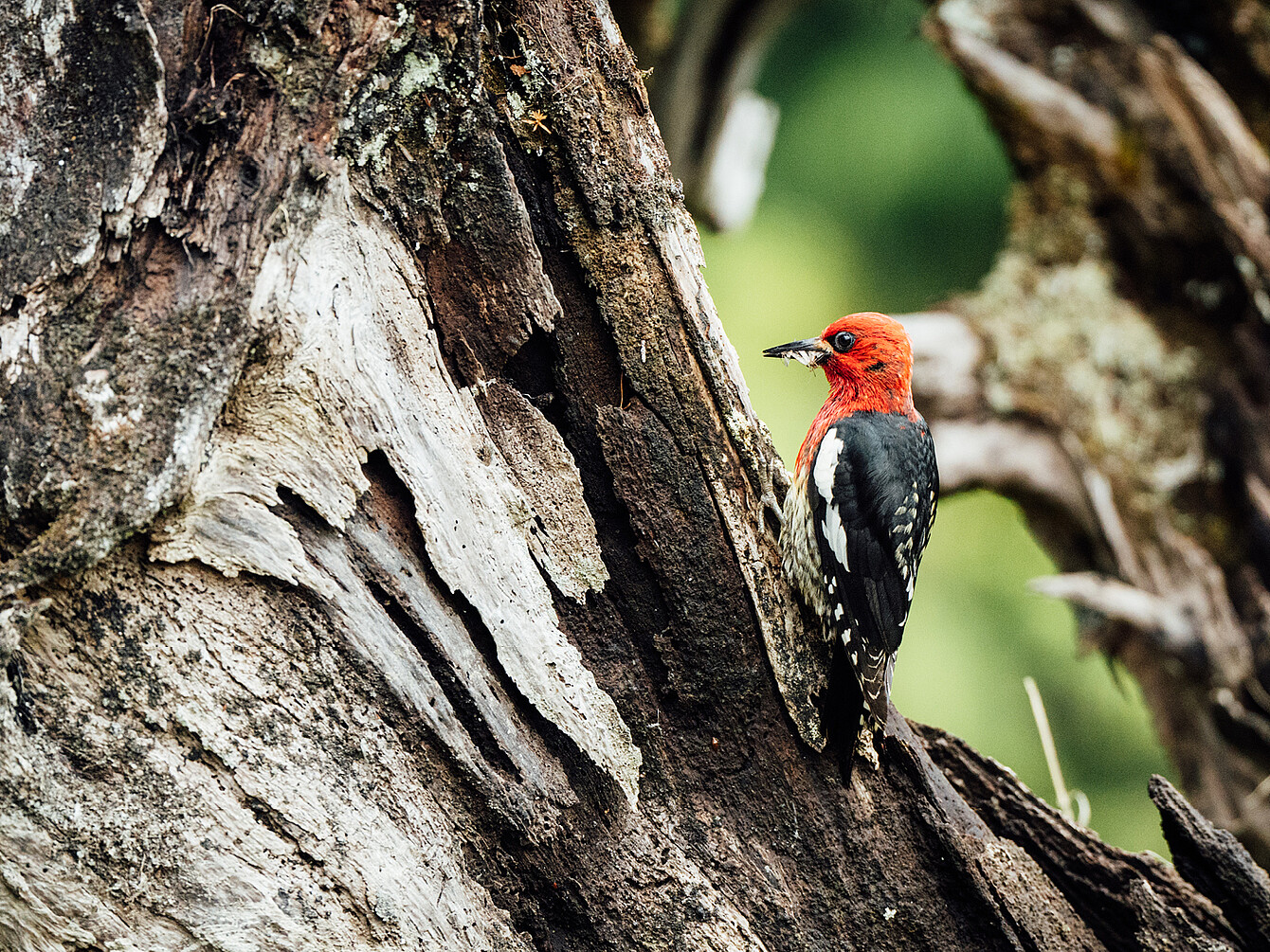 Pic à tête rouge et au corps noir et blanc perché sur un tronc d’arbre, tenant un insecte dans son bec