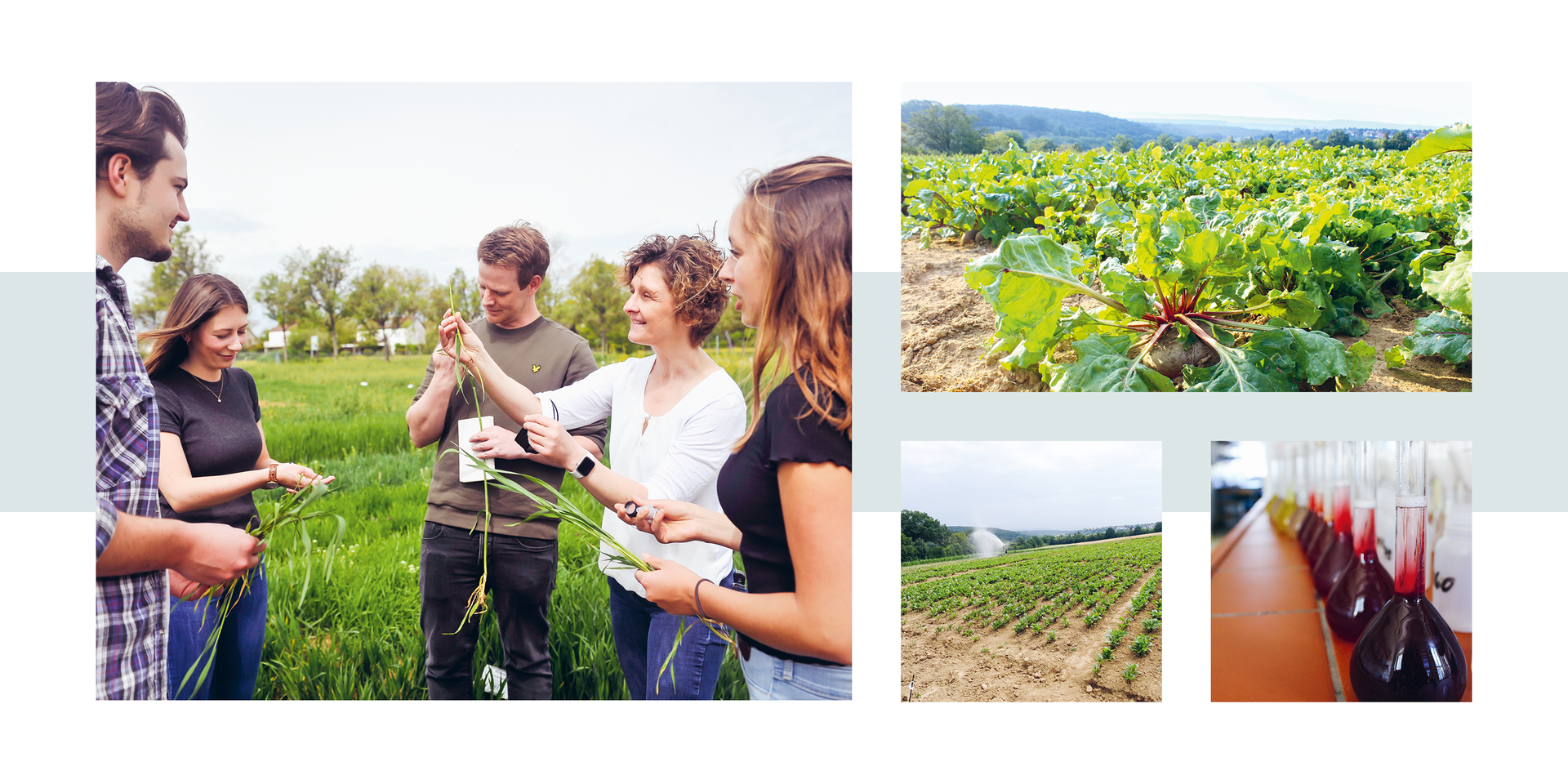 La barbabietola rossa, un ingrediente multitalento – Just beet it Un gruppo di cinque persone si trova in un campo verde ed esamina delle piante; due immagini più piccole mostrano un campo di barbabietole e bottiglie piene di liquido rosso.