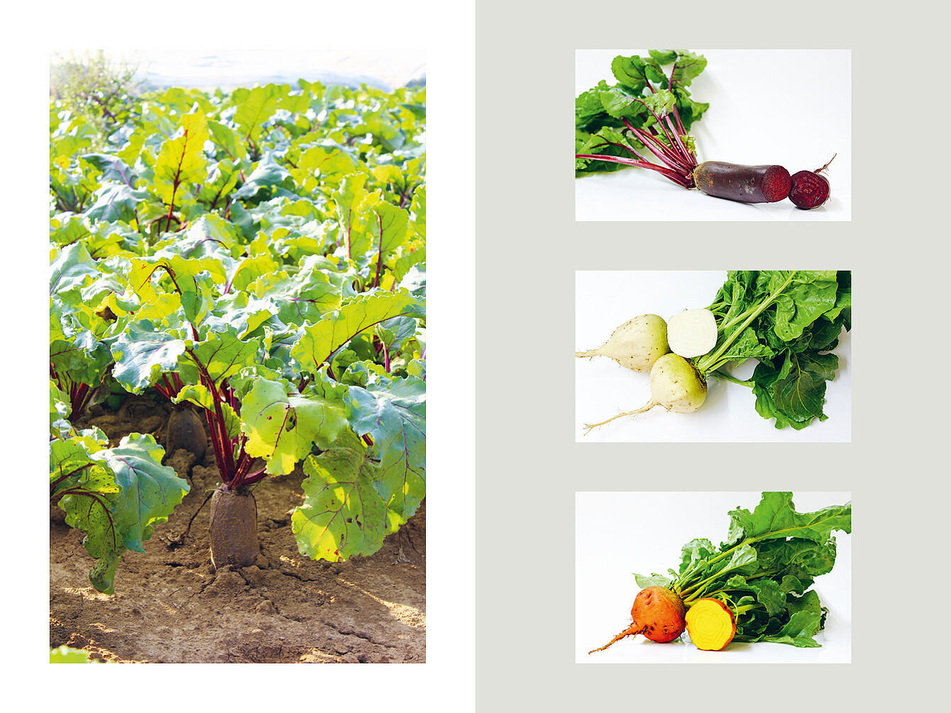 Champ de betteraves rouges en terre avec racines visibles; trois variétés de betteraves avec feuilles, une rouge coupée en deux , une blanche et une orange coupée.